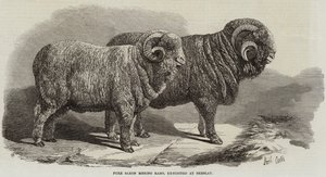 Pure Saksische Merino-rammen, tentoongesteld in Breslau